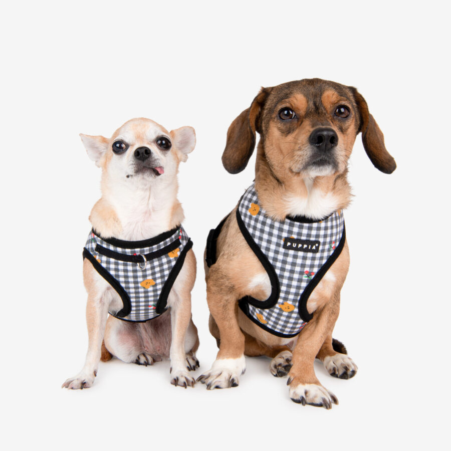 PUPPIA TEST 1111