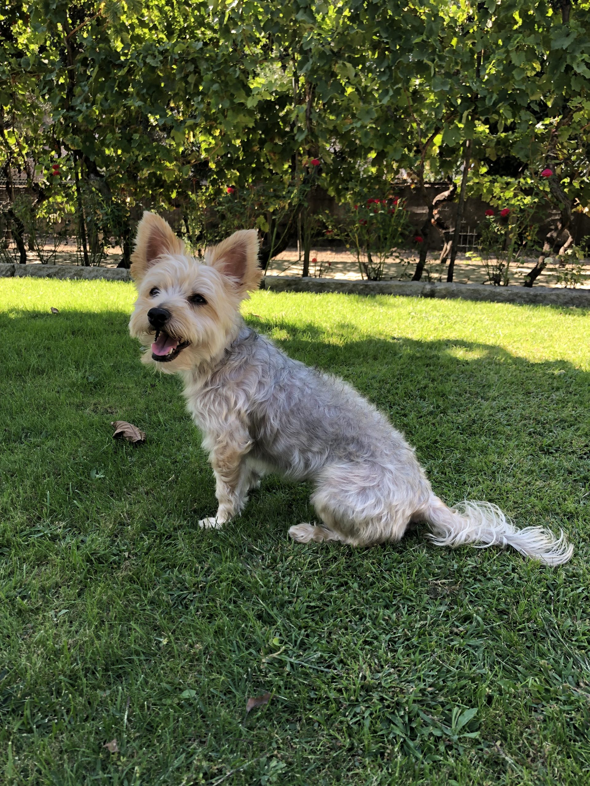 Original Yorkshire Terrier