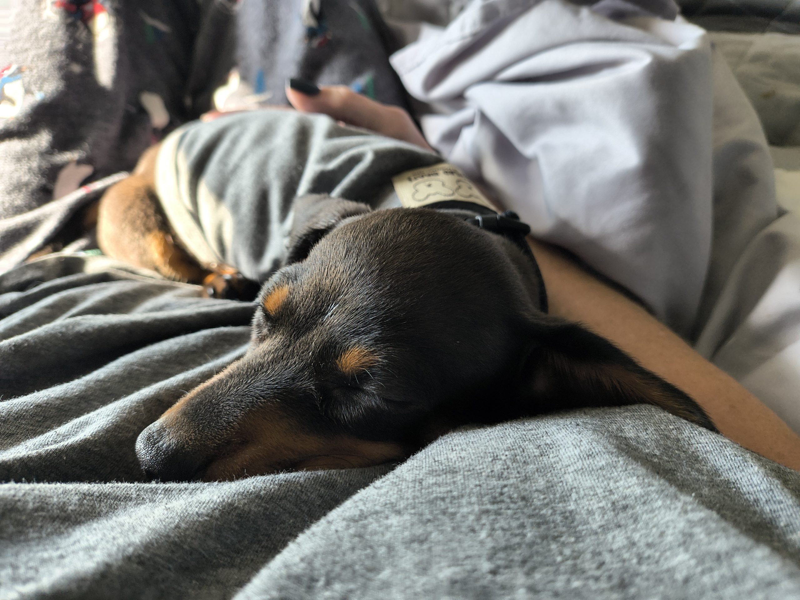 Chili dog