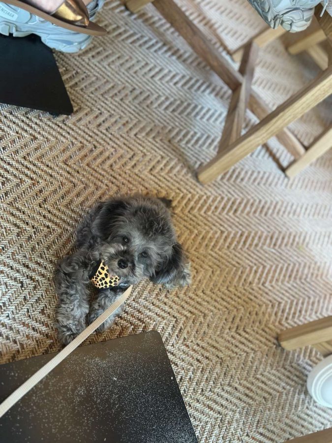 Daisy