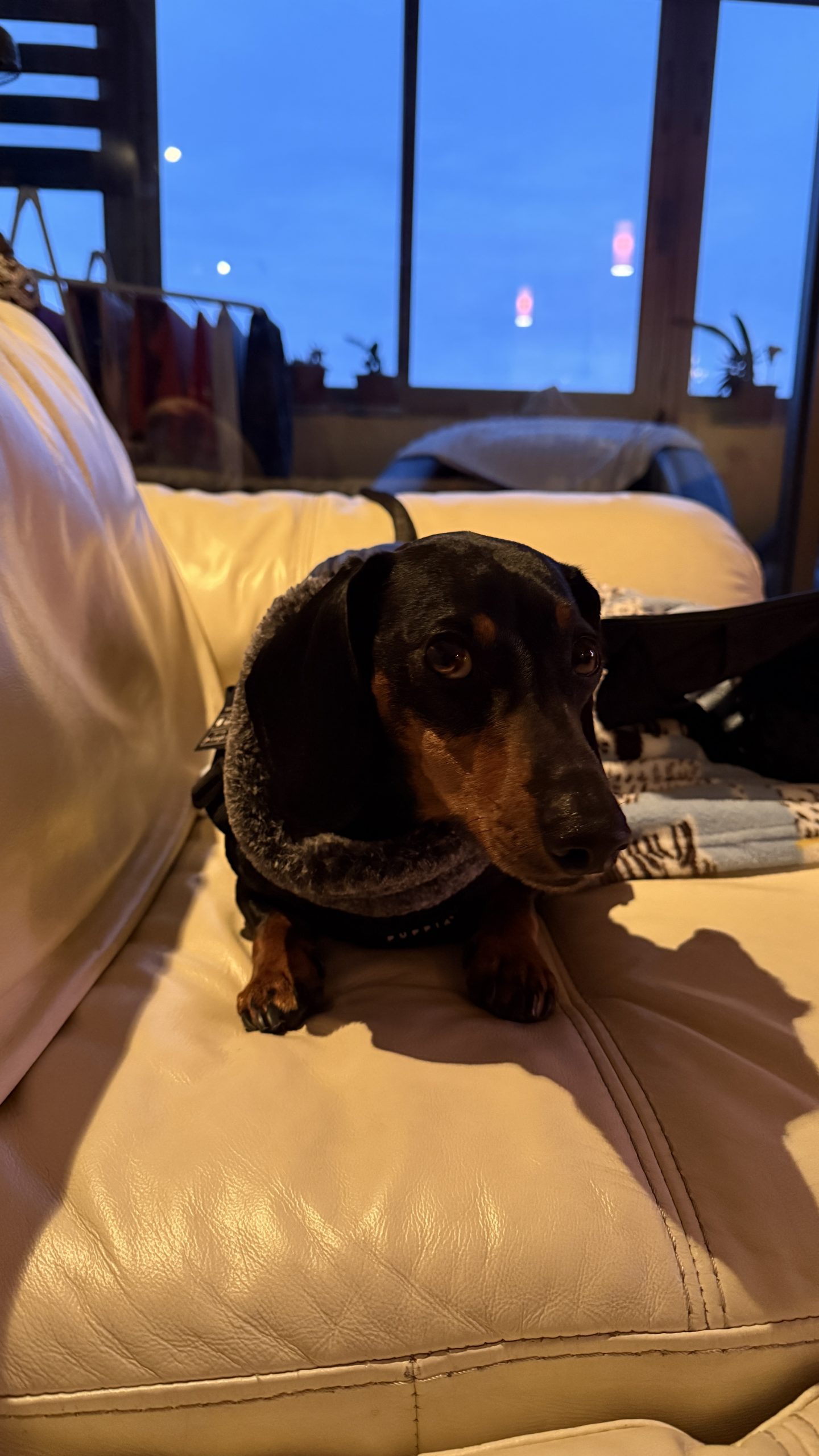 Estrenando su chaqueta nueva