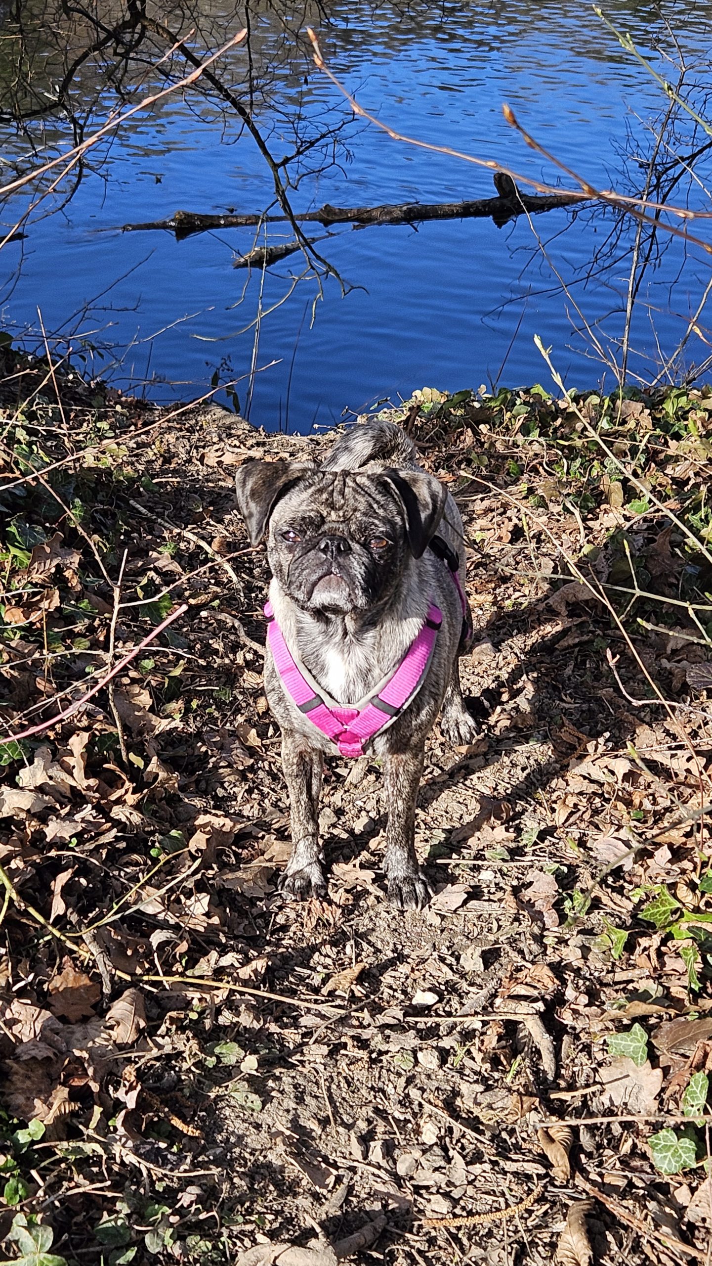 Der Mopsfrühling