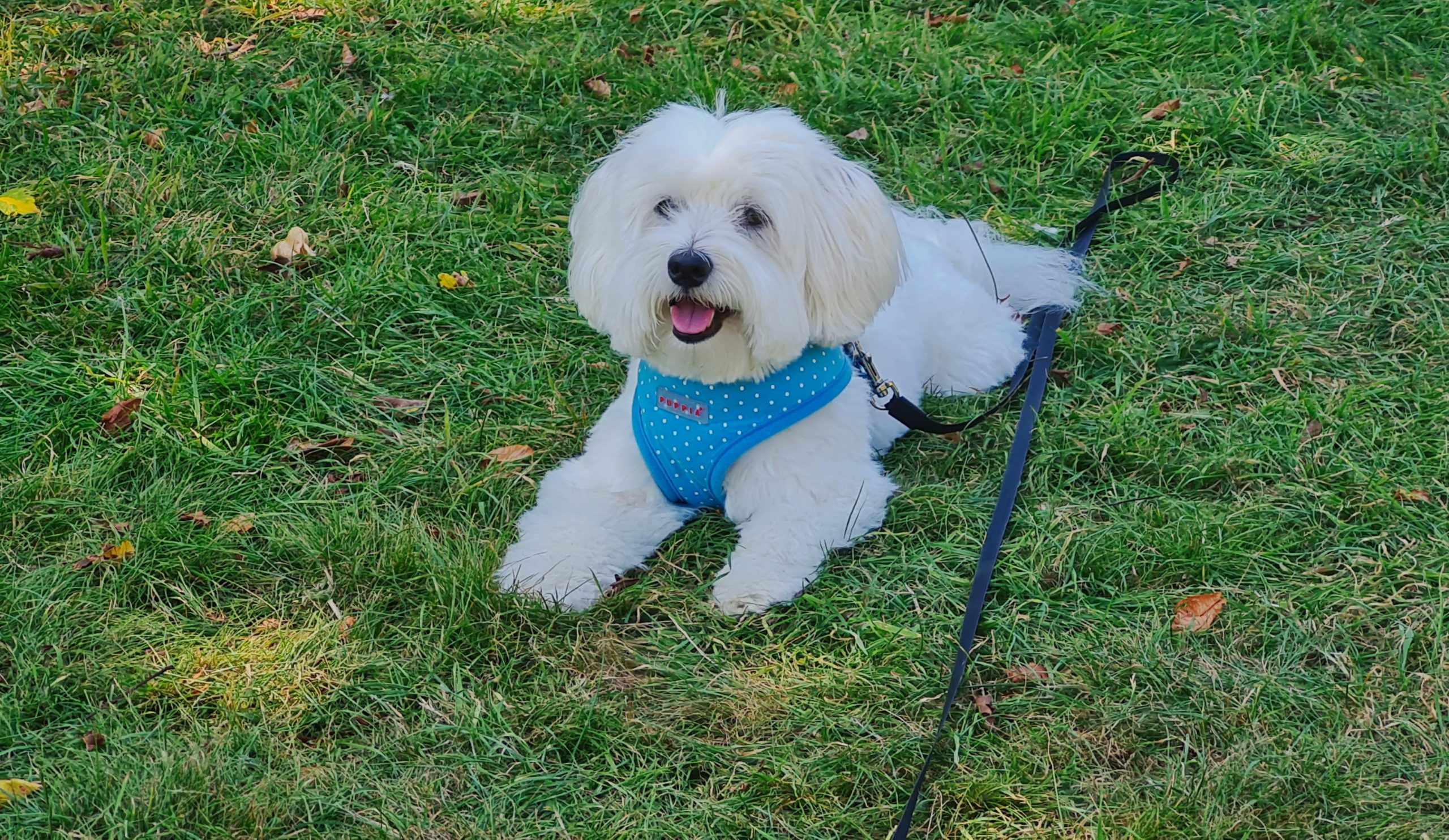 Louis Coton de Tulear pup